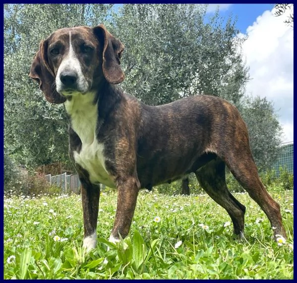 Bolla cagnolina di 5 anni | Foto 6