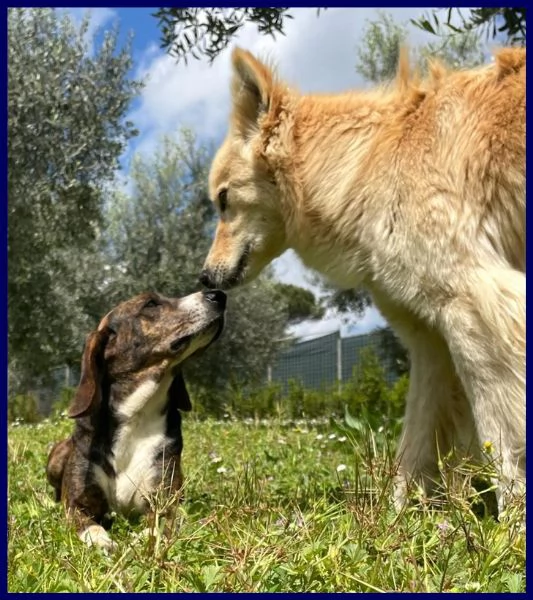 Bolla cagnolina di 5 anni | Foto 5