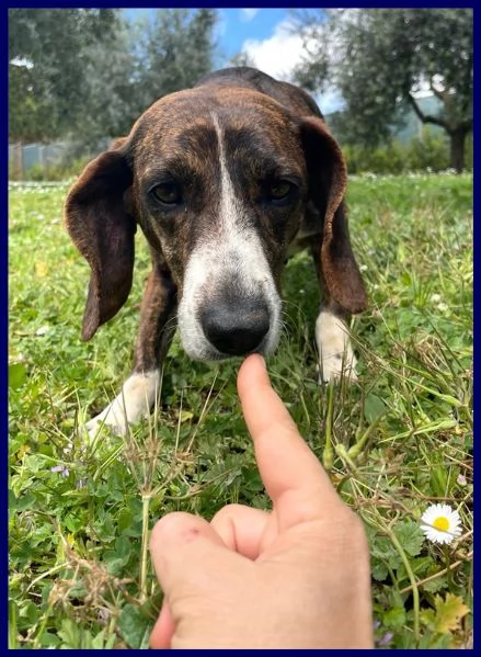 Bolla cagnolina di 5 anni | Foto 3