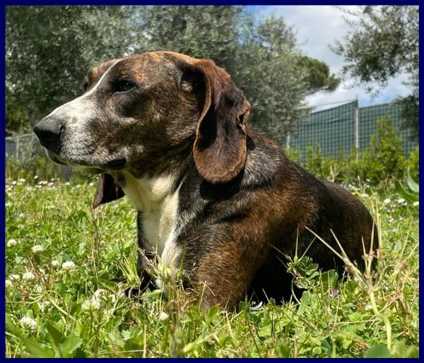 Bolla cagnolina di 5 anni | Foto 1