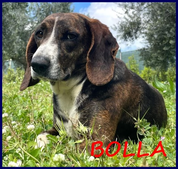 Bolla cagnolina di 5 anni