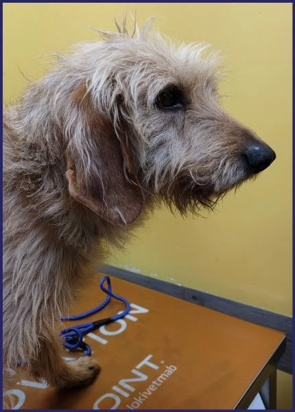 GIACOMO CANE BUONO E TRANQUILLO 4 ANNI | Foto 6