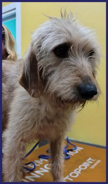 GIACOMO CANE BUONO E TRANQUILLO 4 ANNI | Foto 5