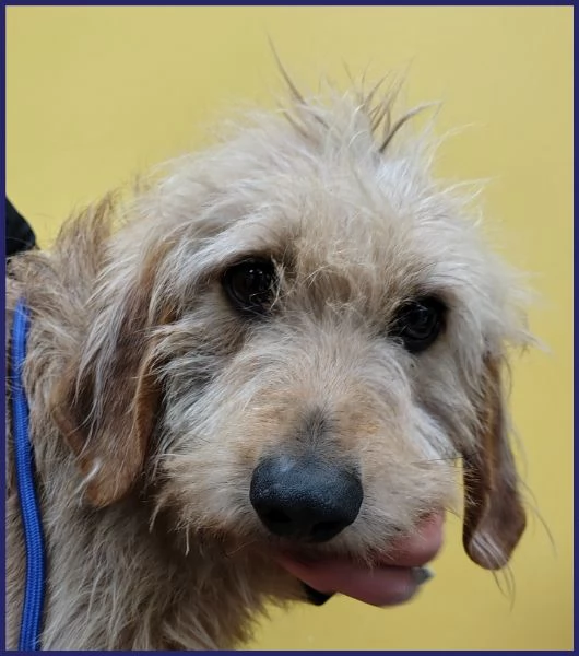 GIACOMO CANE BUONO E TRANQUILLO 4 ANNI | Foto 4