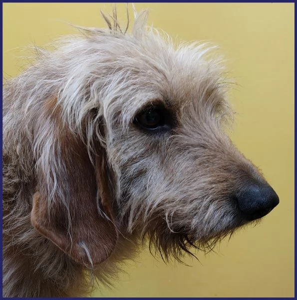 GIACOMO CANE BUONO E TRANQUILLO 4 ANNI | Foto 2