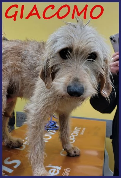 GIACOMO CANE BUONO E TRANQUILLO 4 ANNI