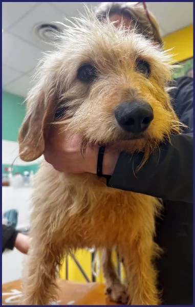 GIACOMO CANE BUONO E TRANQUILLO 4 ANNI | Foto 0