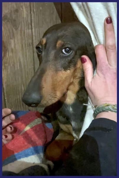 ORAZIO TENERO SEGUGIO 2 ANNI | Foto 4