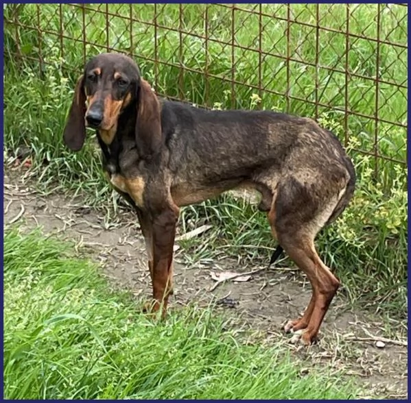 ORAZIO TENERO SEGUGIO 2 ANNI | Foto 3