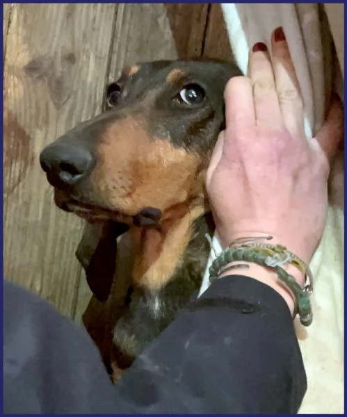 ORAZIO TENERO SEGUGIO 2 ANNI | Foto 2