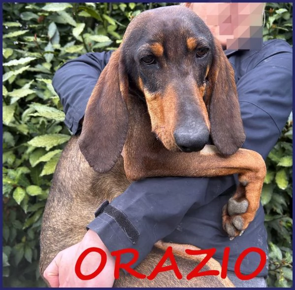 ORAZIO TENERO SEGUGIO 2 ANNI