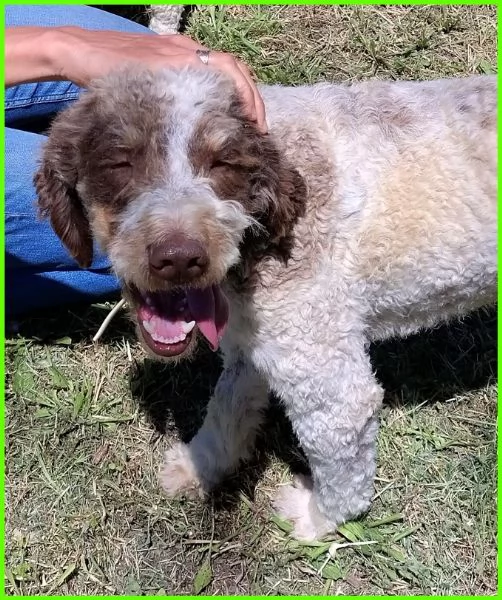 FICARRA SIMIL LAGOTTINO 2 ANNI | Foto 2