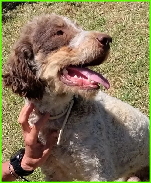 FICARRA SIMIL LAGOTTINO 2 ANNI | Foto 0