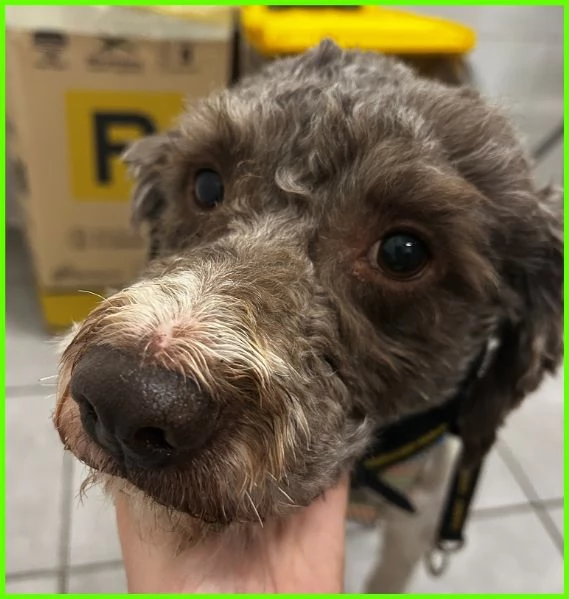 PICONE SIMIL LAGOTTINO 2 ANNI | Foto 5