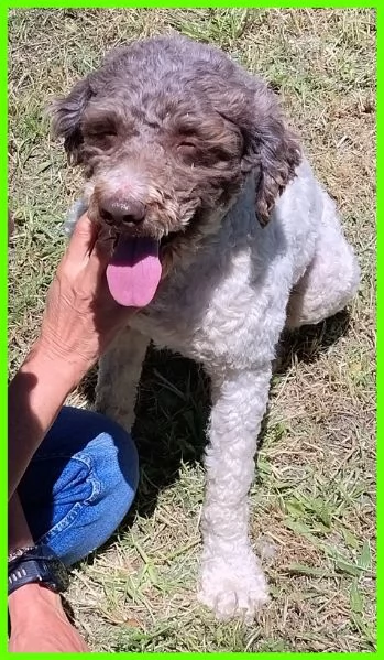 PICONE SIMIL LAGOTTINO 2 ANNI | Foto 4