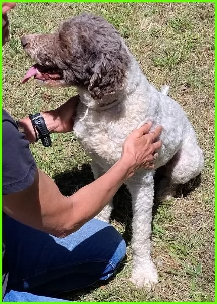 PICONE SIMIL LAGOTTINO 2 ANNI | Foto 1