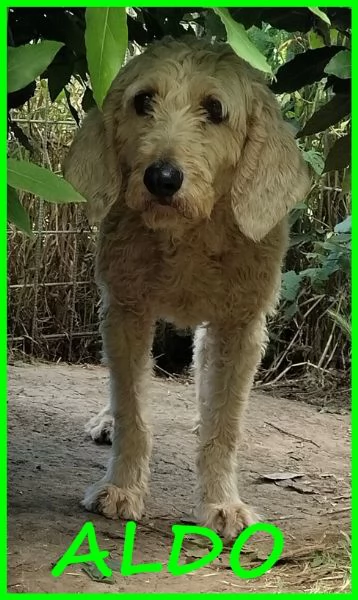 ALDO SIMIL LAGOTTINO 4 ANNI