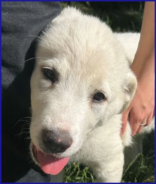 MAYO CUCCIOLA 2 MESI MIX MAREMMANA | Foto 5