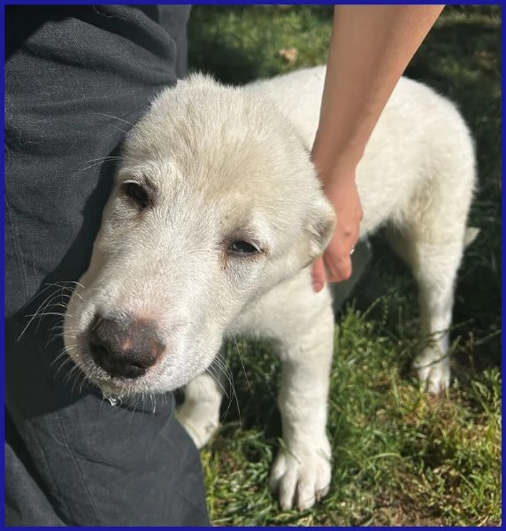 MAYO CUCCIOLA 2 MESI MIX MAREMMANA | Foto 4