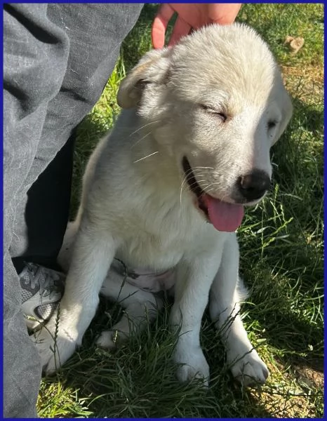 MAYO CUCCIOLA 2 MESI MIX MAREMMANA | Foto 3