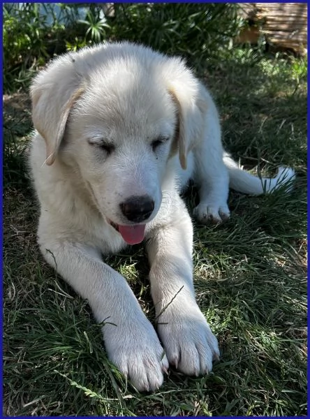 MAYO CUCCIOLA 2 MESI MIX MAREMMANA | Foto 1