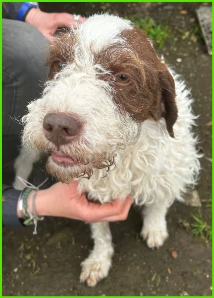 FORLI GIOVANE CAGNOLINO CON UNA BRUTTA PATOLOGIA  | Foto 6