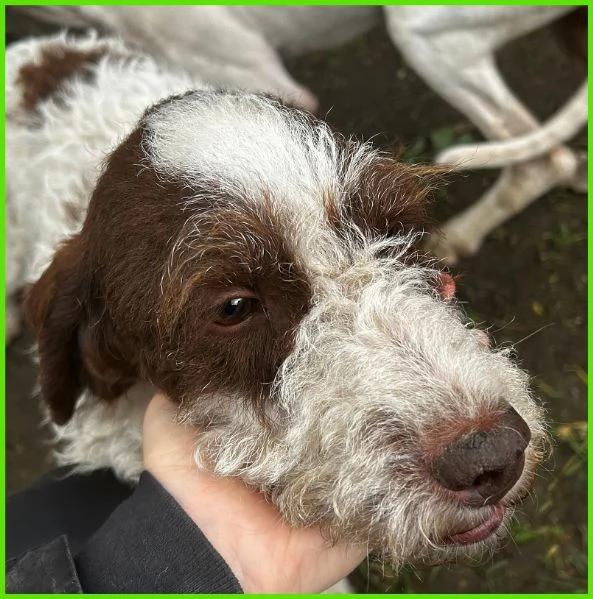 FORLI GIOVANE CAGNOLINO CON UNA BRUTTA PATOLOGIA  | Foto 4