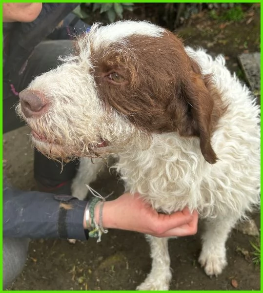 FORLI GIOVANE CAGNOLINO CON UNA BRUTTA PATOLOGIA  | Foto 3