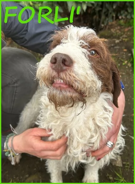FORLI GIOVANE CAGNOLINO CON UNA BRUTTA PATOLOGIA 