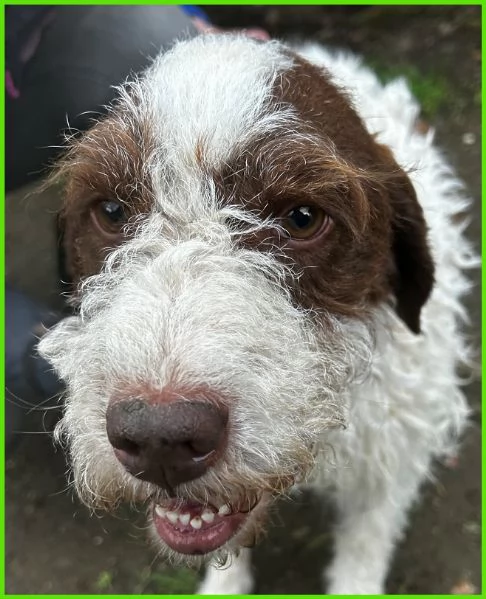 FORLI GIOVANE CAGNOLINO CON UNA BRUTTA PATOLOGIA  | Foto 1