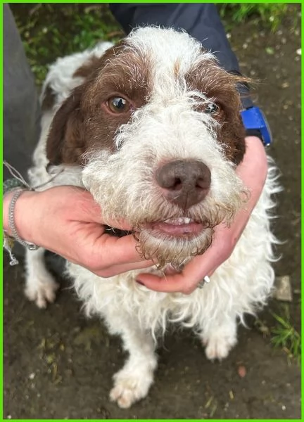 FORLI GIOVANE CAGNOLINO CON UNA BRUTTA PATOLOGIA  | Foto 0