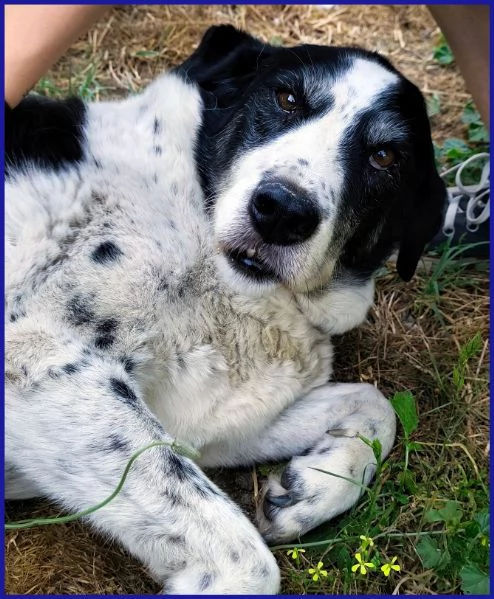 CHIANINA 12 ANNI IN GABBIA | Foto 6