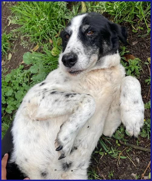 CHIANINA 12 ANNI IN GABBIA | Foto 5