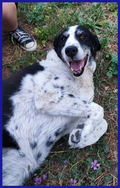 CHIANINA 12 ANNI IN GABBIA | Foto 4