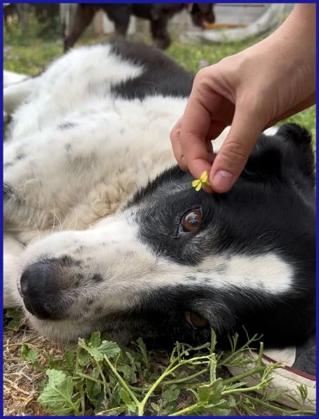 CHIANINA 12 ANNI IN GABBIA | Foto 3