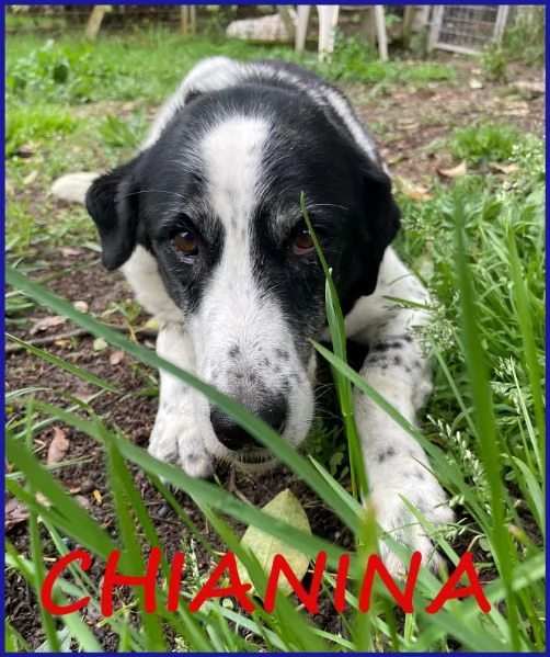 CHIANINA 12 ANNI IN GABBIA