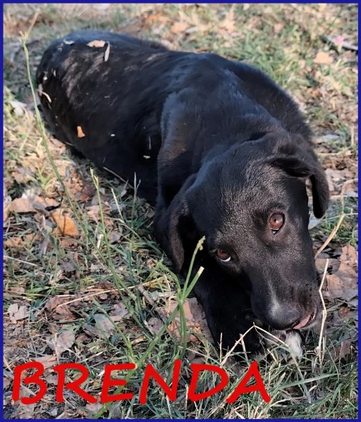 BRENDA CUCCIOLA 5 MESI