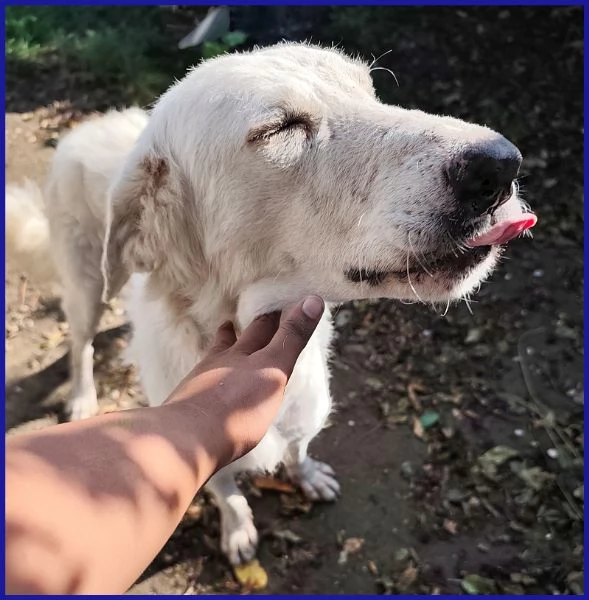 POPPEA CAGNOLINA 3 ANNI | Foto 0
