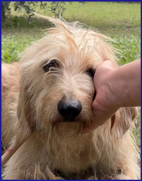 GIACOMO CAGNOLINO 4 ANNI | Foto 5