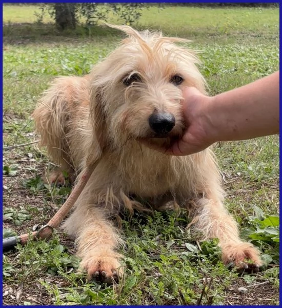 GIACOMO CAGNOLINO 4 ANNI | Foto 4