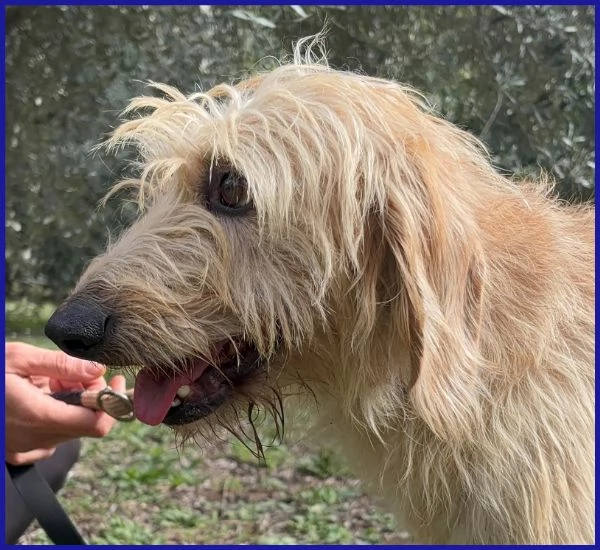GIACOMO CAGNOLINO 4 ANNI | Foto 3