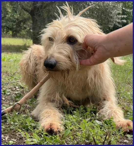GIACOMO CAGNOLINO 4 ANNI | Foto 2