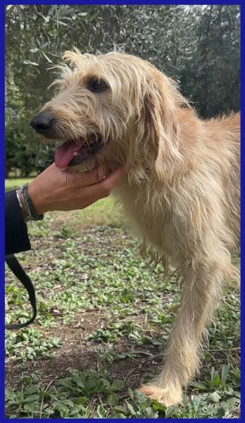 GIACOMO CAGNOLINO 4 ANNI | Foto 1