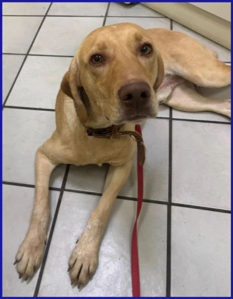 BAGIGIO CUCCIOLONE MIX SEGUGIO 9 MESI | Foto 4