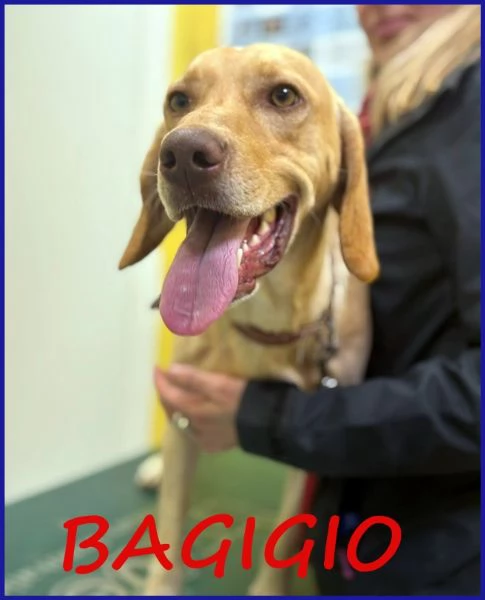 BAGIGIO CUCCIOLONE MIX SEGUGIO 9 MESI