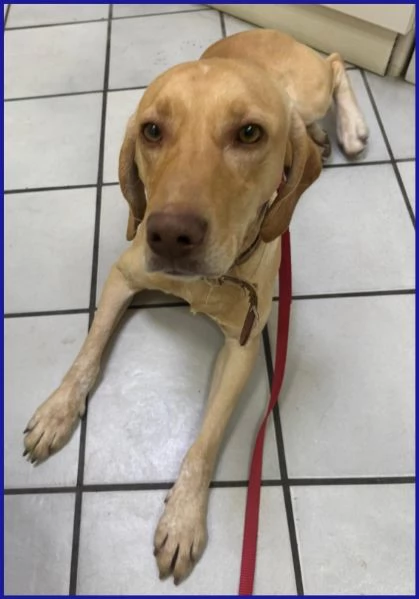 BAGIGIO CUCCIOLONE MIX SEGUGIO 9 MESI | Foto 2