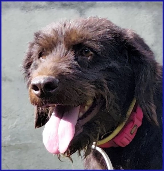 SPELACCHIO CANE TAGLIA MEDIA 4 ANNI | Foto 5