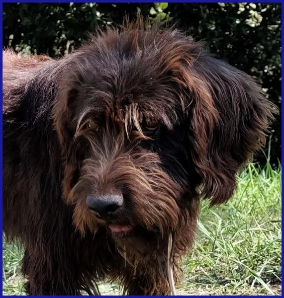 SPELACCHIO CANE TAGLIA MEDIA 4 ANNI | Foto 4