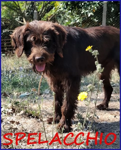 SPELACCHIO CANE TAGLIA MEDIA 4 ANNI