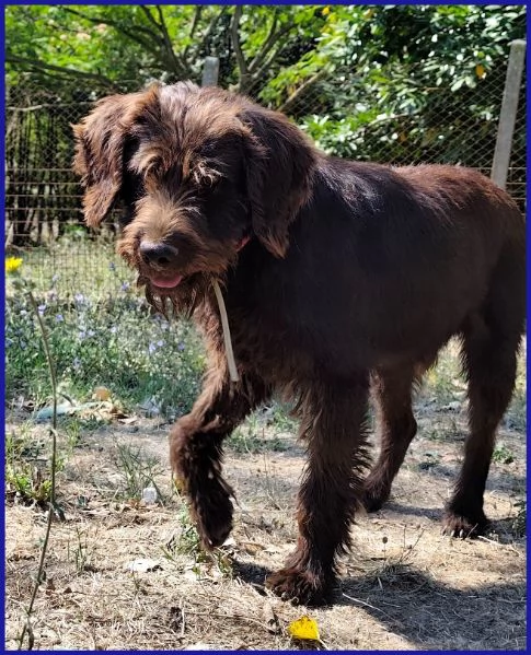 SPELACCHIO CANE TAGLIA MEDIA 4 ANNI | Foto 1